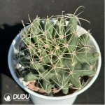 Cactus-Dolichothele'longimamma'(DC.)'Britton'&'Rose