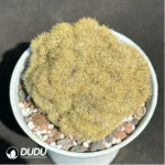 Cactus-Echinopsis tubiflora'(Pfeiff.) Zucc.cristata