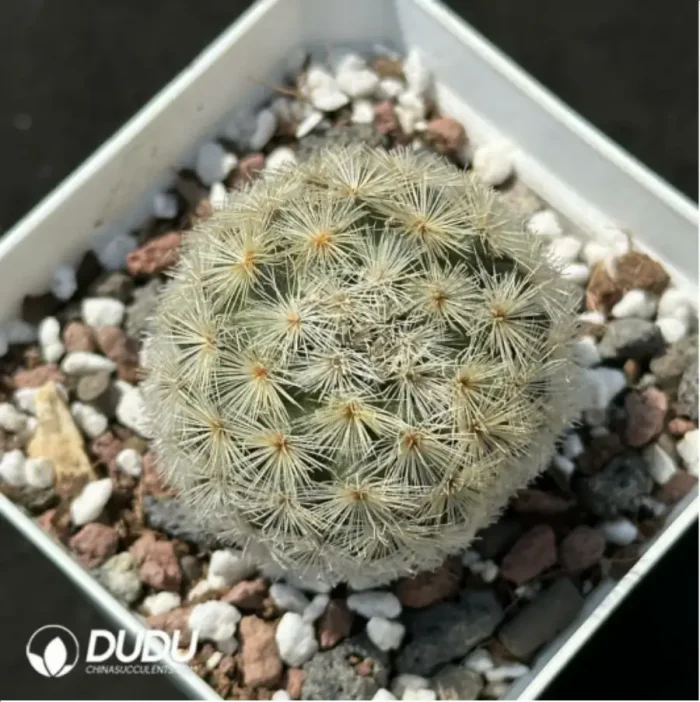 Cactus-Echinopsis tubiflora cottonrose - Image 1