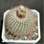 Cactus-Parodia tabularis"red"