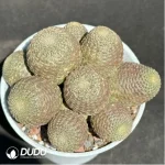 Cactus-Rebutia heliosa Clustering