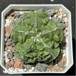 Astrophytum myriostigma