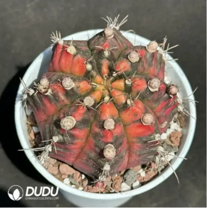 Cactus-Gymnocalycium mihanovichii Variegate - Image 1