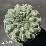 Cactus-Gymnocalycium baldianum