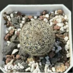Cactus-Turbinicarpus viereckii