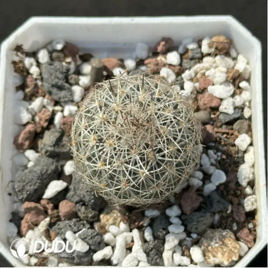 1-2128.webp Cactus-Turbinicarpus viereckii - Image 1