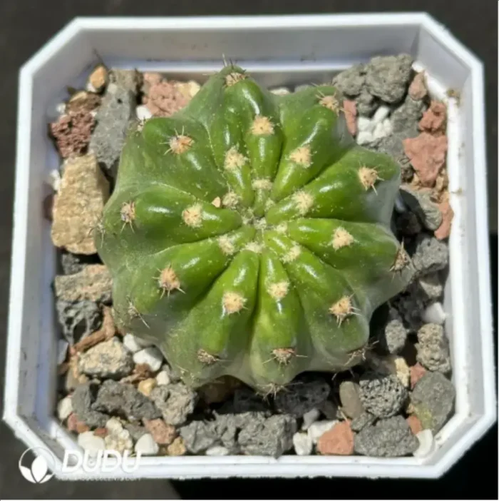 Cactus-Echinopsis subdenudata Variegate - Image 1