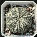 Cactus-Astrophytum asterias var. super