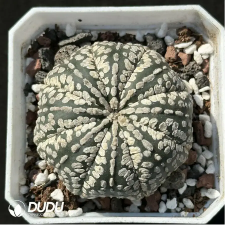 1-2135.webp Cactus-Astrophytum asterias var. super - Image 1