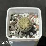 Cactus-Mammillaria pectinifera