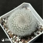 Cactus-Parodia scopa var.