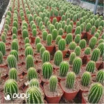 Cactus-Neobuxbaumia Polylopha