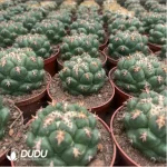 Cactus-Coryphantha elephantidens