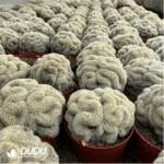 Cactus-Mammillaria Carmenae Castaeda f. Cristata