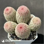 Echinocereus rigidissimus