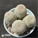 Cactus-Echinocereus Rigidissimus Var. Clustering