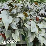 0.3/Pcs Homalomena Black Seedling(100Pcs??