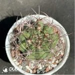 Cactus-Denmoza rhodacantha