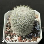 Cactus-Echinopsis white lady
