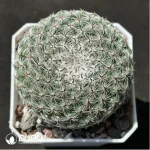 Cactus-Mammillaria brauneana
