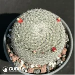 Cactus-Mammillaria candida