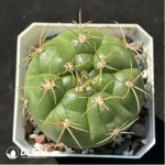 Cactus-Gymnocalycium hammerschmidii Backeberg
