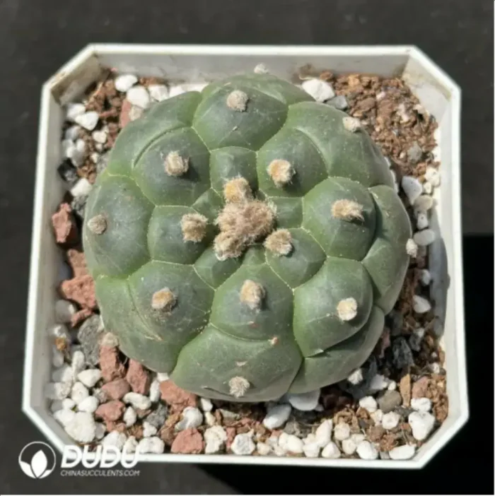 1-2176.webp Cactus-Astrophytum Asterias Kikko - Image 1