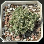 Cactus-Opuntia subterranea R.E.Fries