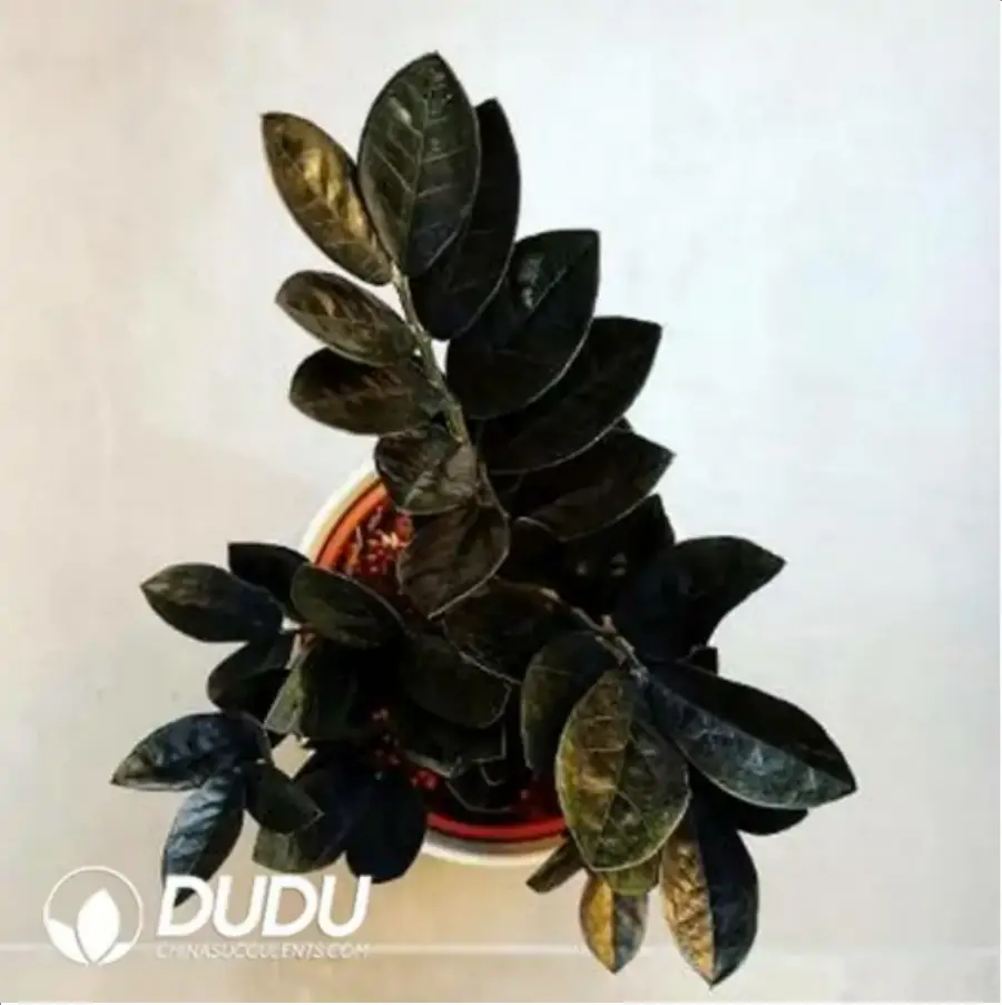 1-218.webp 0.6/Pcs Zamioculcas zamiifolia Raven Seedling(100Pcs?? - Image 1