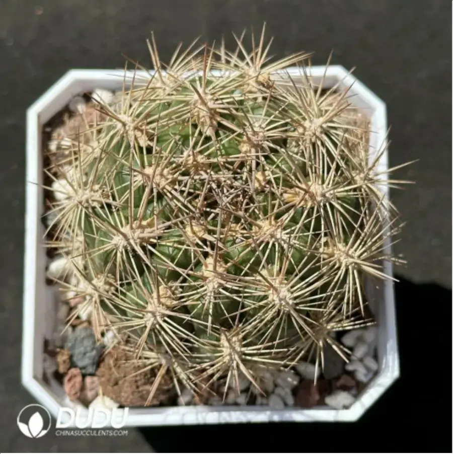 1-2185.webp Cactus-Rebutia neocumingii. - Image 1