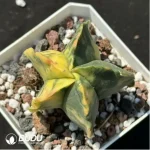 Cactus-Astrophytum myriostigma Variegate