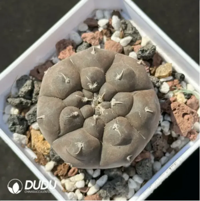 1-2194.webp Cactus-Gymnocalycium prochazkianum - Image 1