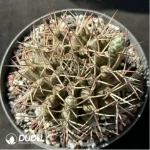 Cactus-Gymnocalycium schickendantzii