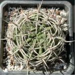 Cactus-Gymnocalycium ambatoense