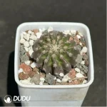 Cactus-DiscoCactus-horstii