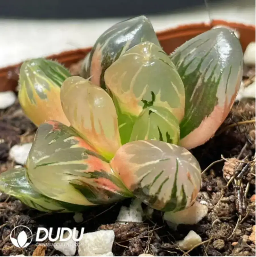 1-22.webp Haworthia Laochuan cooperi var. pilifera Variegated - Image 1