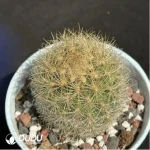 Cactus-Neoporterta nidus Br. et R.