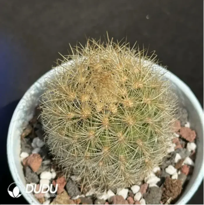 Cactus-Neoporterta nidus Br. et R. - Image 1