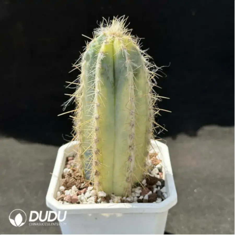 1-2205.webp Cactus-Blue Pillar Variegated - Image 1