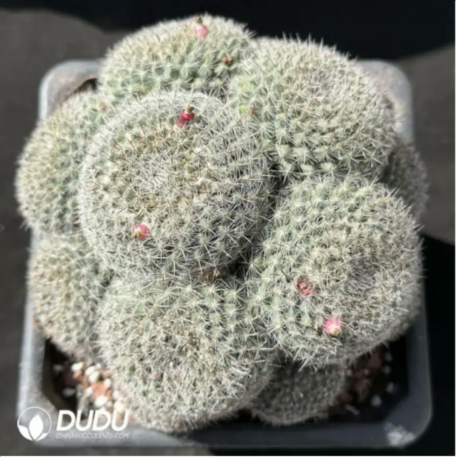 1-2210.webp Cactus-Mammillaria hahniana Clustering - Image 1