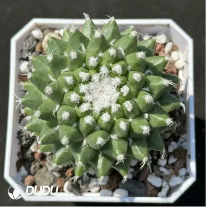 1-2212.webp Mammillaria magnimamma 'Toluca' - Image 1