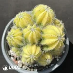 Cactus-Noto magnificus Variegata Clustering