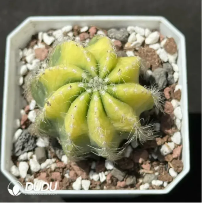 1-2215.webp Cactus-Noto magnificus Variegate - Image 1