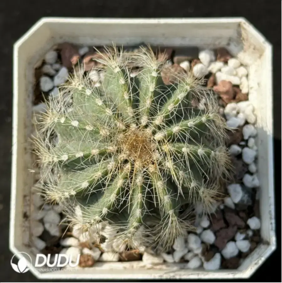 1-2216.webp Cactus-Silver crown - Image 1