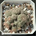 Cactus-Rebutia heliosa condorensis (Aylostera) Clustering