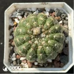 Cactus- Parodia werneri Parodia