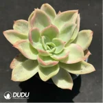 Echeveria Joy Variegated