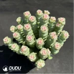 Crassula Jade Necklace Chemical Variegated Clustering (Scattered Clustering)