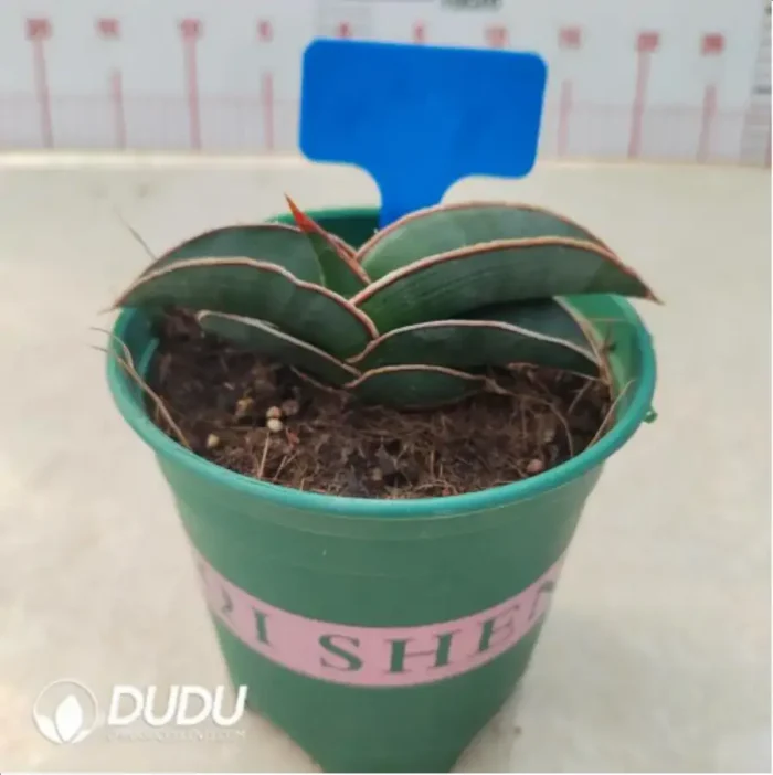 1-2225.webp Sansevieria Bill - Image 1