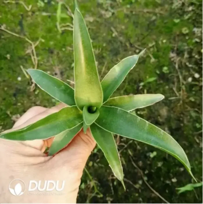 1-2233.webp Sansevieria green banana seedlings - Image 1